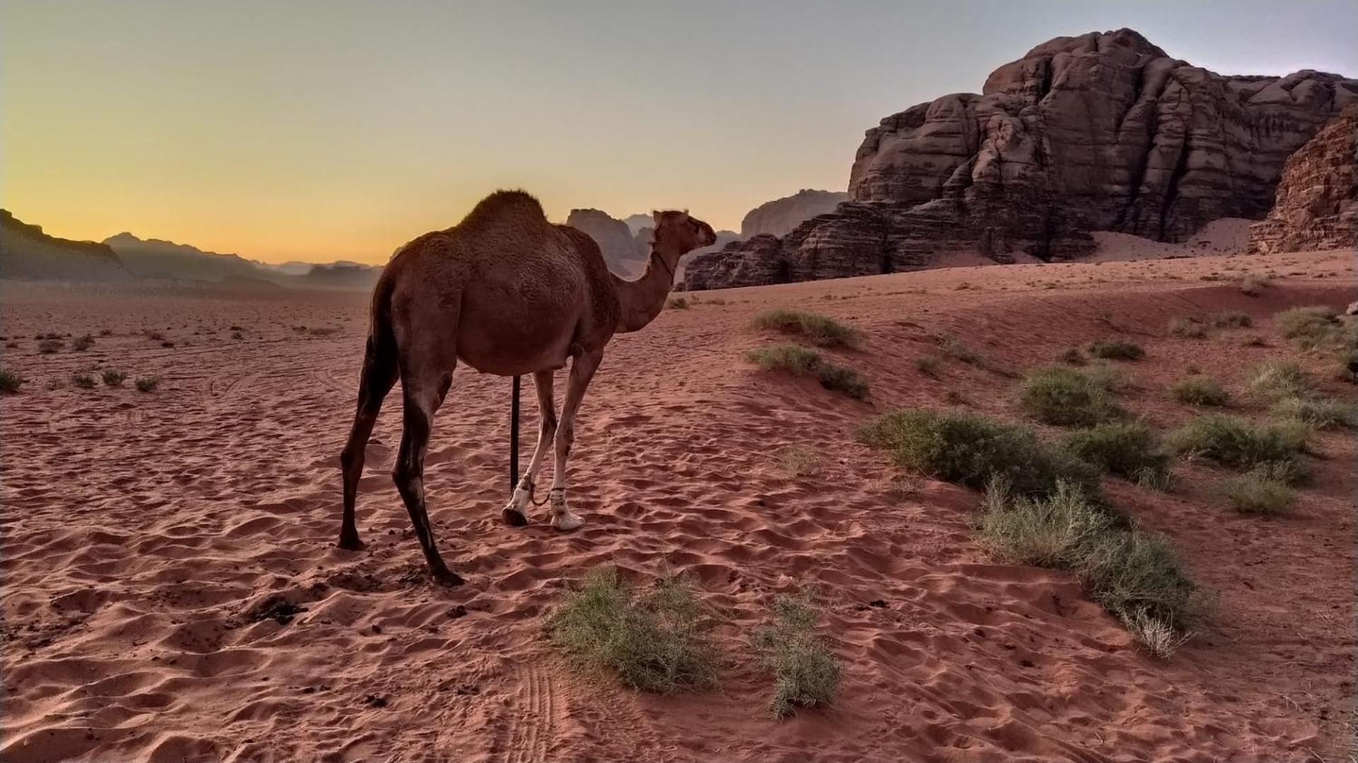 Wild Of Wadi Rum Eksteriør billede
