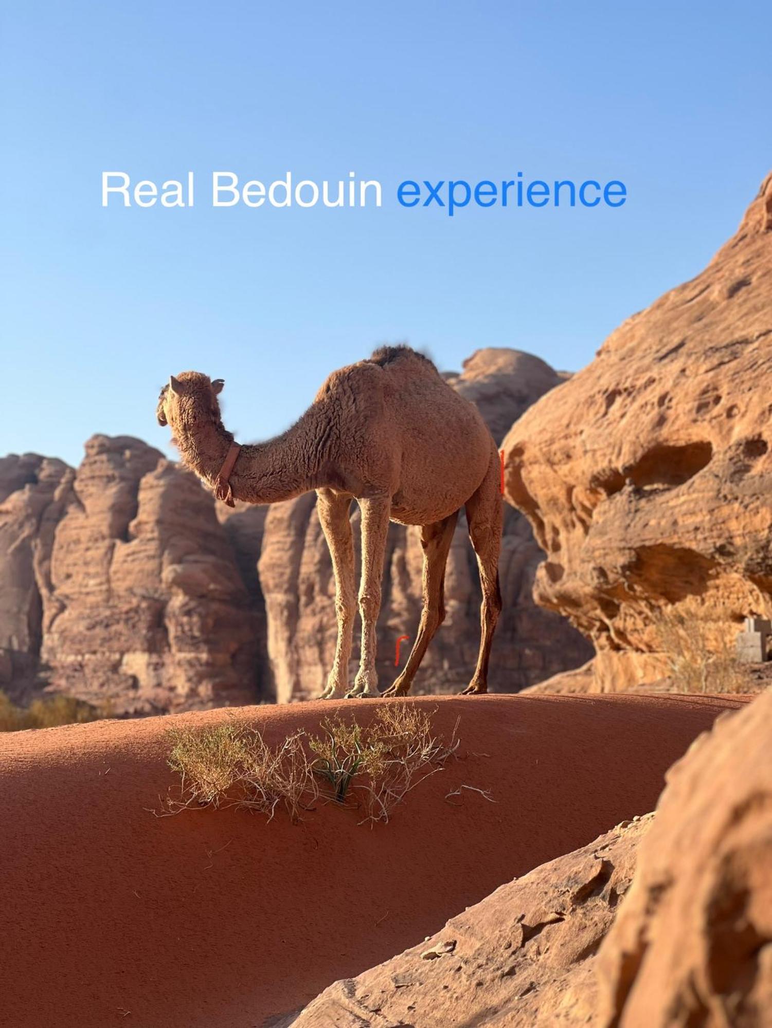 Wild Of Wadi Rum Eksteriør billede